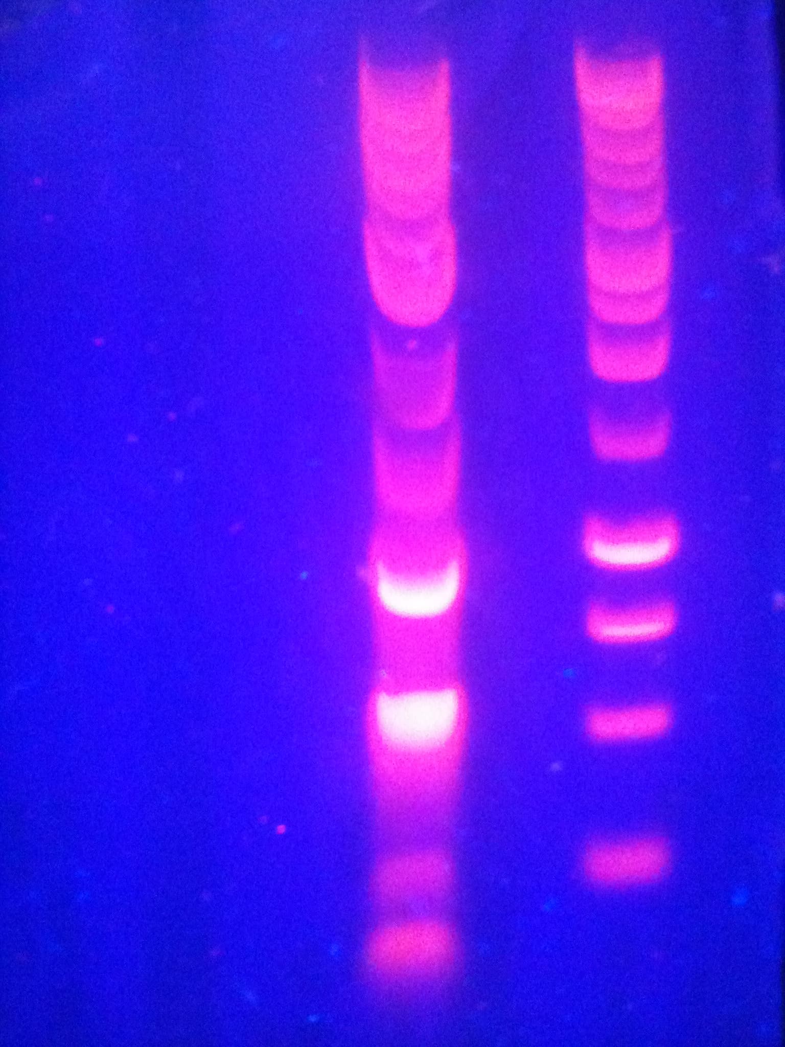 Close-up of DNA ladders on an agarose gel under UV light, GelRed staining