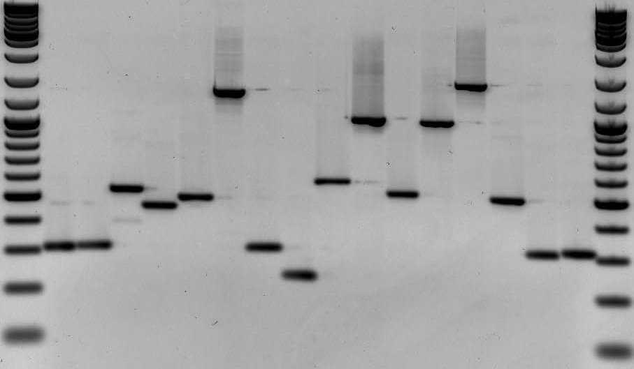 Real agarose gel electrophoresis result showing several PCR product lanes, some with clean single bands and others with a pronounced smear running up toward the wells